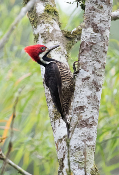 This large Guayaquil Woodpecker from Ecuador looks similar to our Pileated Woodpeckers, but some other South American woodpeckers come in radically different shapes and colors!