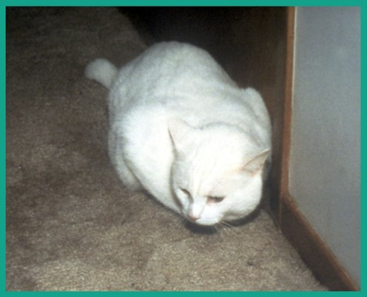 Snowball: The Cat That Convicted a Killer - NONFICTION MINUTE
